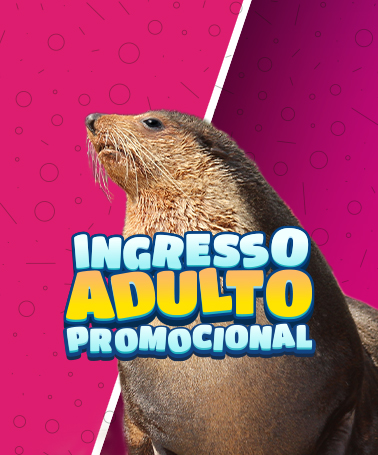 Miniatura 0